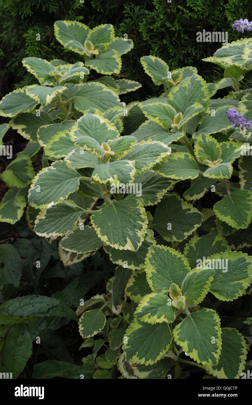 Plectranthus Madagascariensis-"Bunte Mintleaf" - (Syn P. Coleoides 'Variegatus') MIW250492 obligatorische Credit Stockfoto