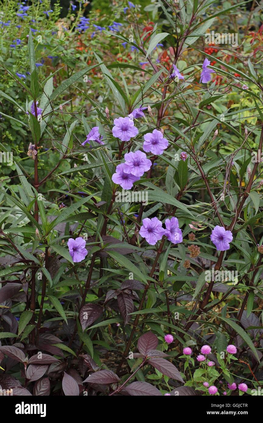 Solanum Aviculare-- Känguru Apple MIW250493 Stockfoto