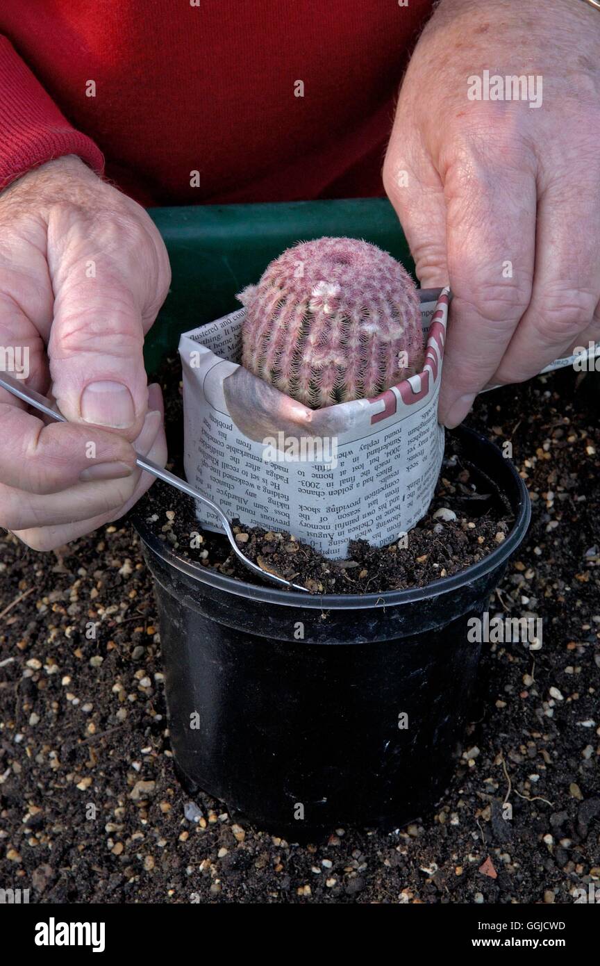 Umtopfen Kaktus - Hände mit Zeitung zum Schutz von Stacheln ohne schädliche Kaktus MIW250507 obligatorische Credit Stockfoto