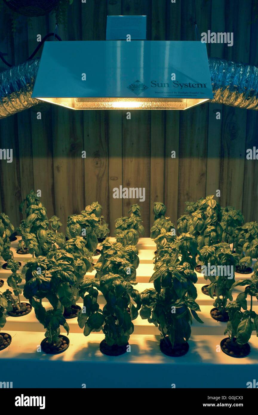 Fortpflanzung-der Kalanchoe - Verwendung von wachsen Lichter MIW250520 Stockfoto