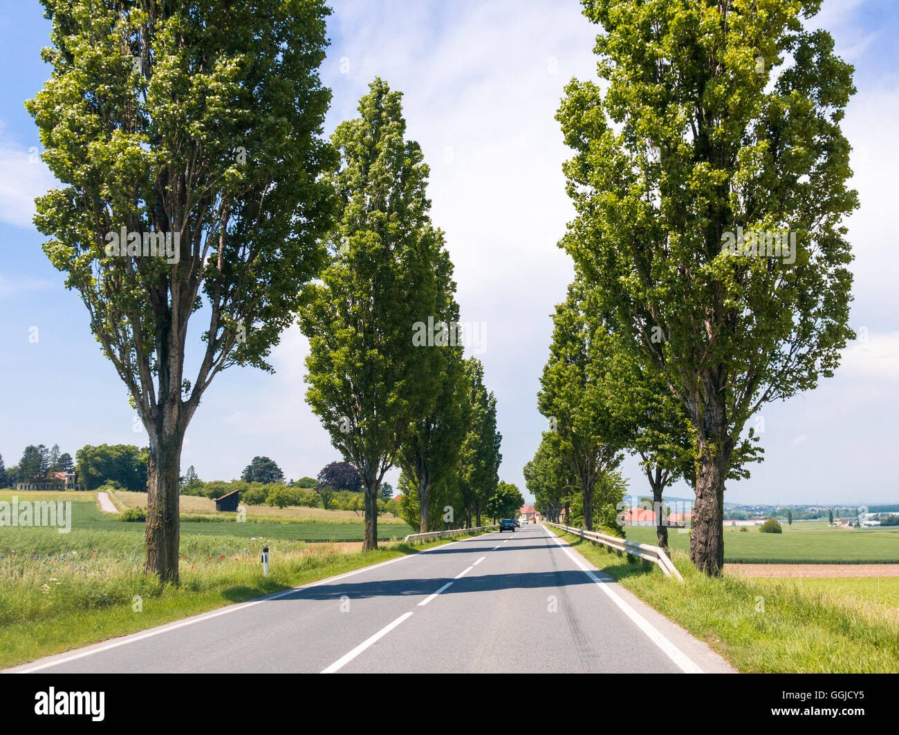 Straße mit Bäumen in der Landschaft in der Nähe von Tulln an der Donau und Wien in Niederösterreich Stockfoto