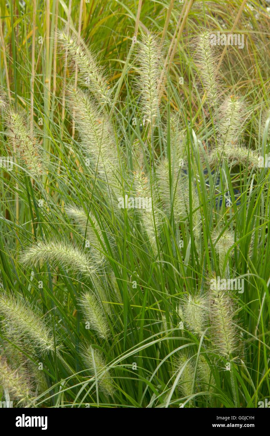 Pennisetum Alopecuroides Hameln Stockfotos und bilder Kaufen Alamy