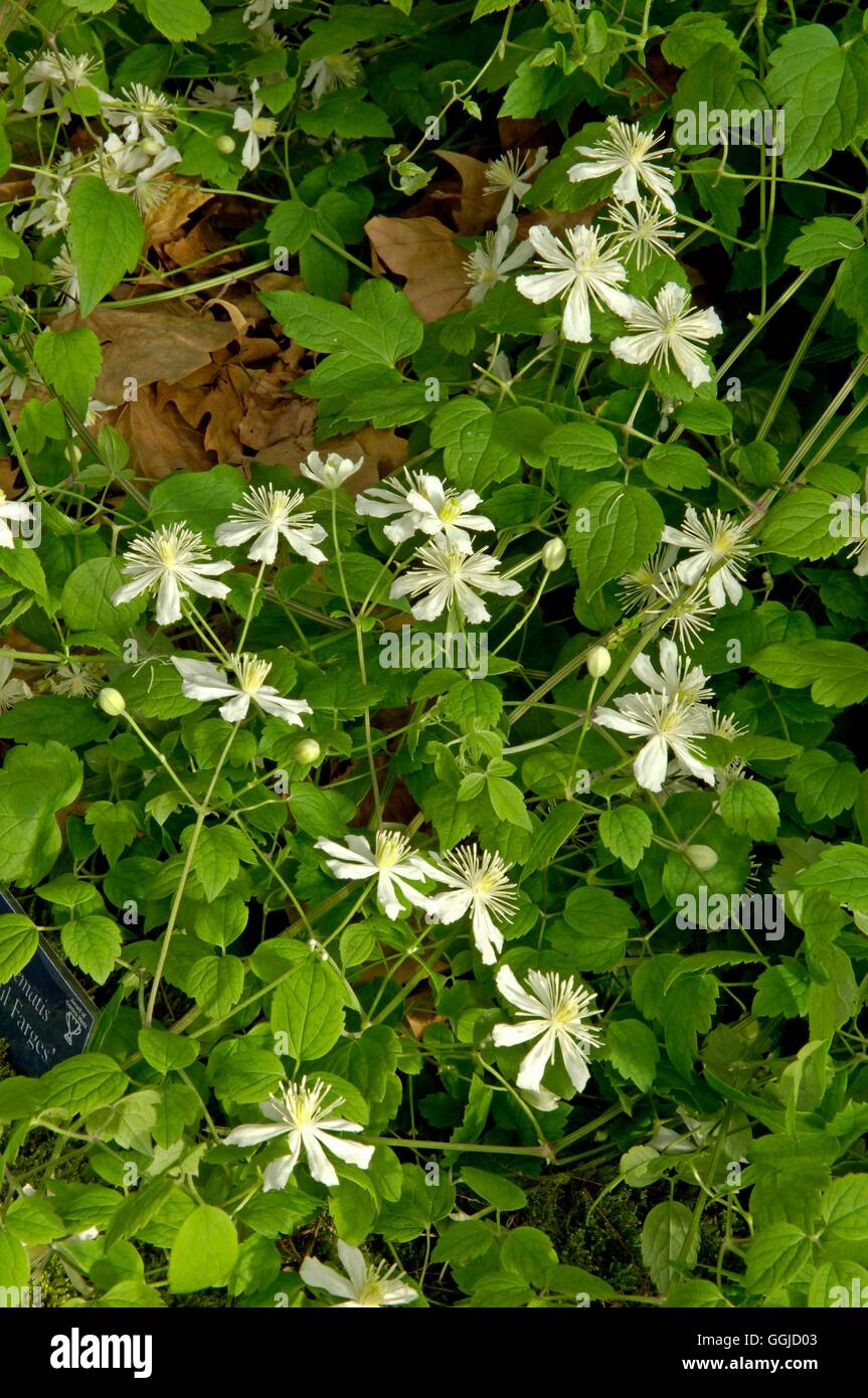 Clematis - 'Paul Farges' AGM MIW250558 Stockfoto