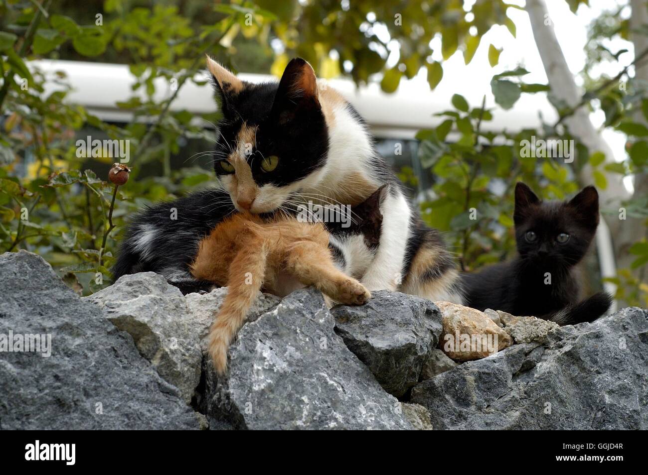 Katze - mit Kätzchen-(Felis Sylvestris Catus) MIW250653 Stockfoto