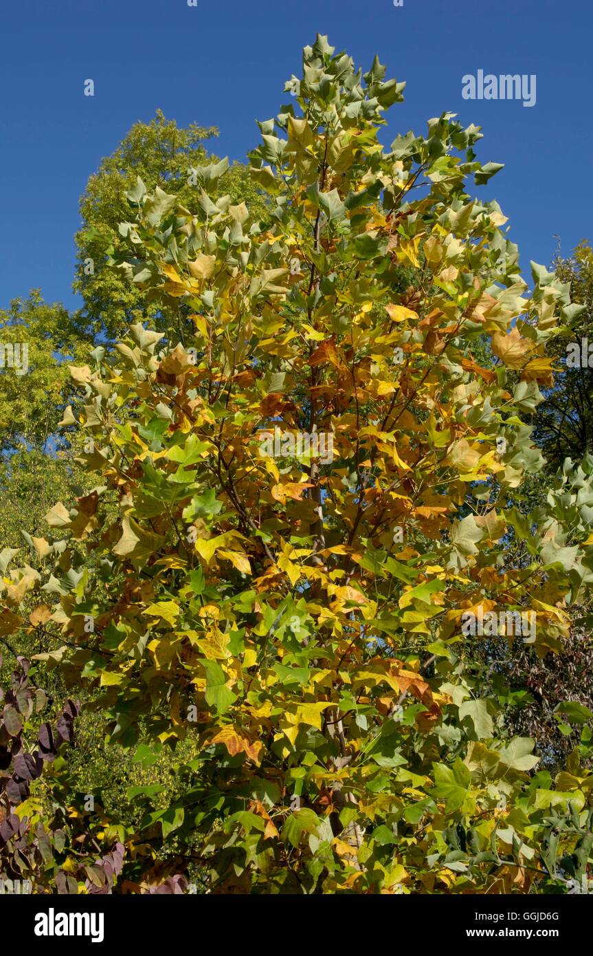 Lirodendron Tulipifera AGM - im Herbst MIW250686 Stockfoto