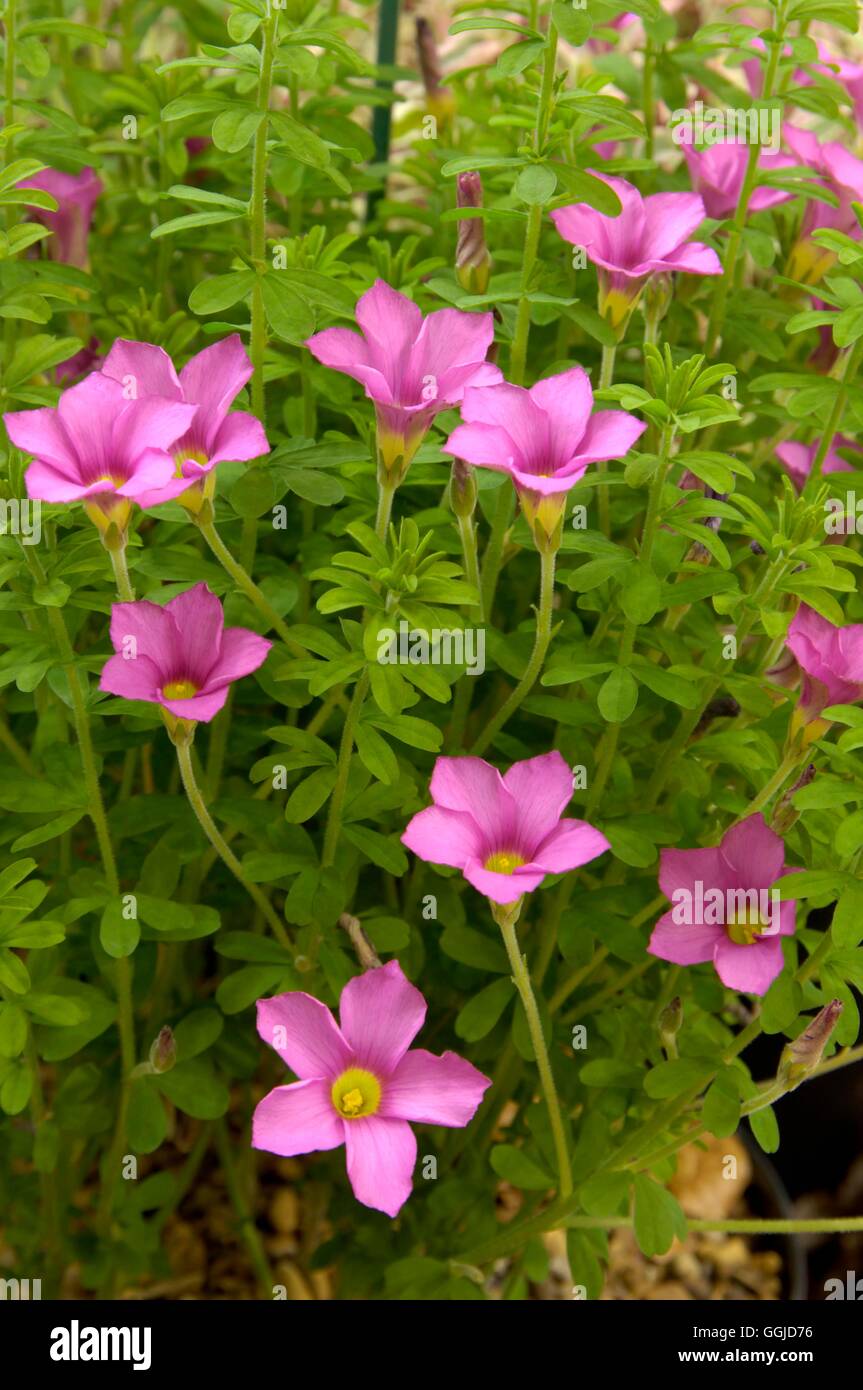 Oxalis Hirta - "Göteborg" MIW250696 Stockfoto