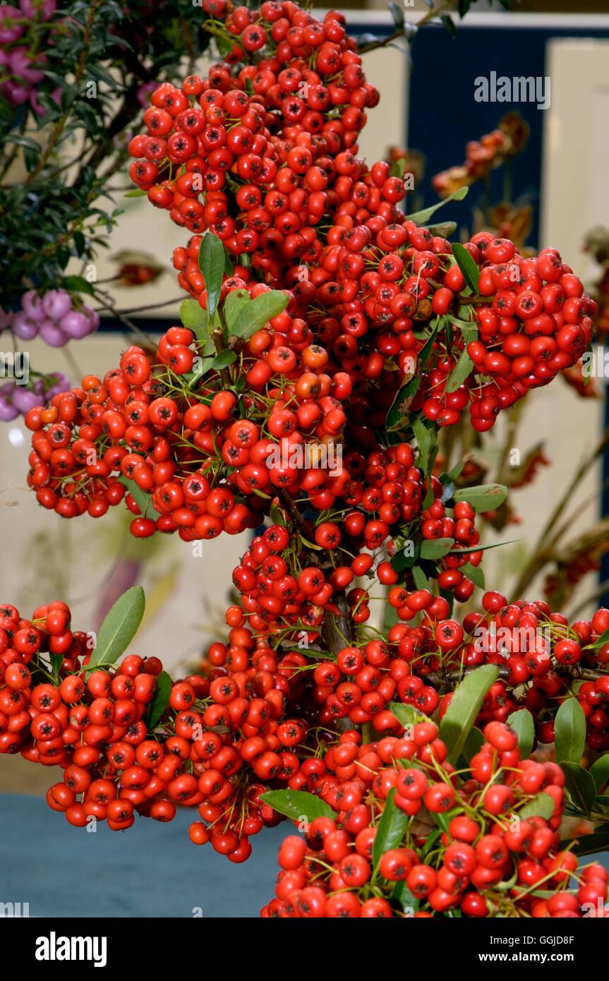 Pyracantha Crenata-Serrata MIW250720 Stockfoto