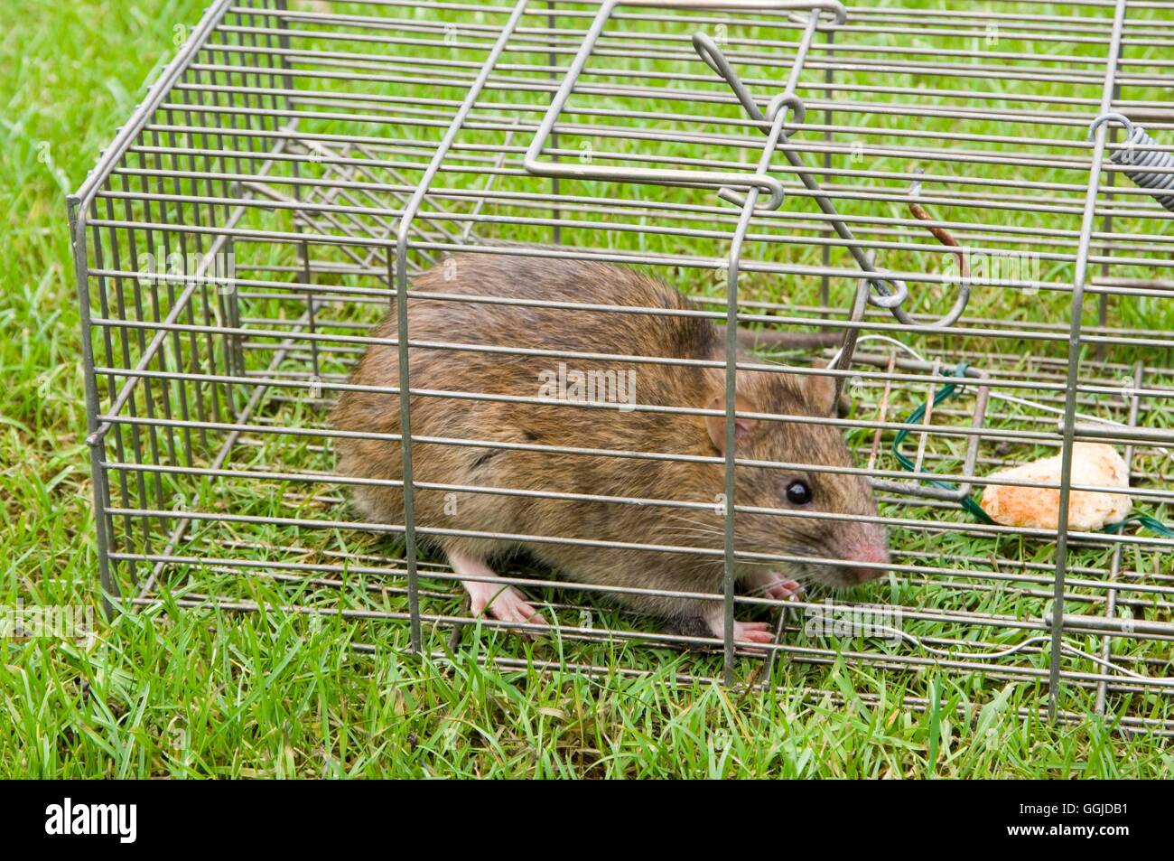 Ratte-in humane Trap-- (Rattus Norvegieus) MIW250775 Stockfoto