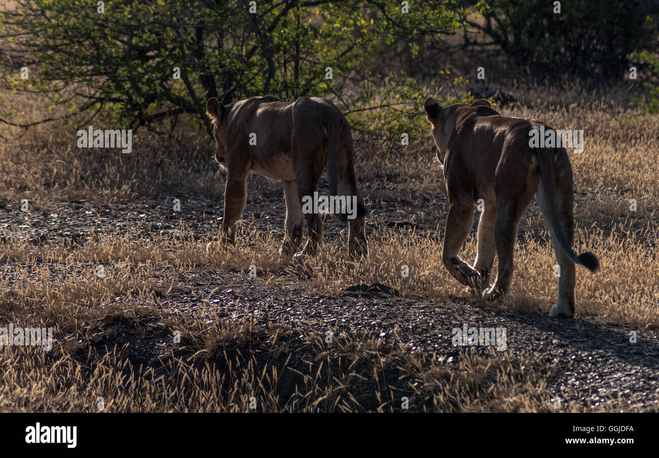 Löwen jagen in der Nähe von Simbazi in das Selous Game Reserve von Tansania Stockfoto