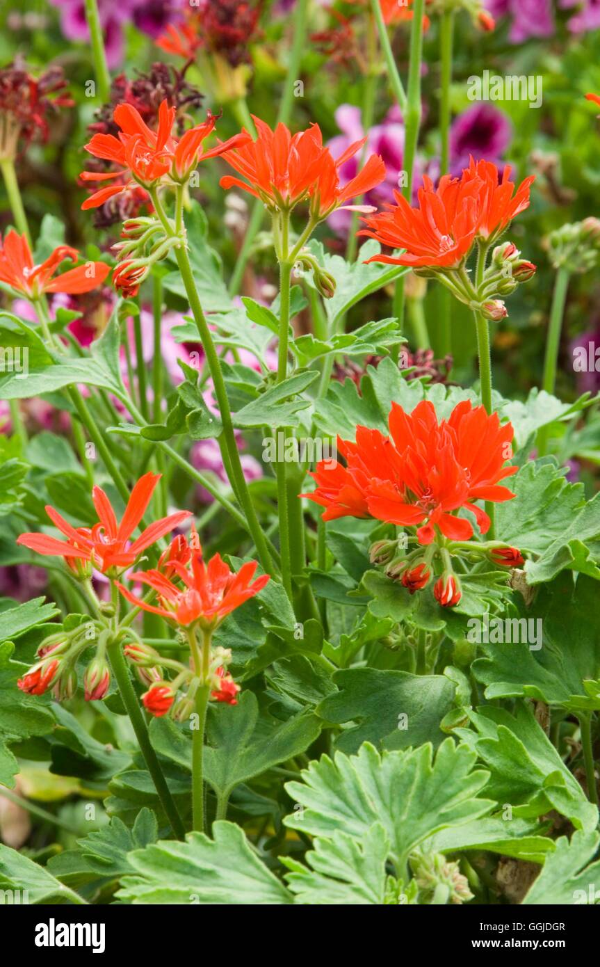 Pelargonien - "Rote Hexe" MIW250862 Stockfoto