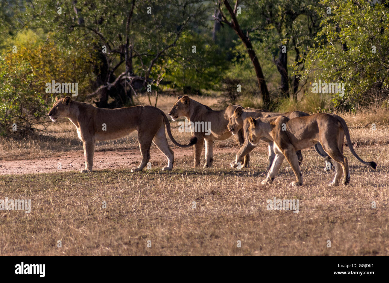 Löwen jagen in der Nähe von Simbazi in das Selous Game Reserve von Tansania Stockfoto