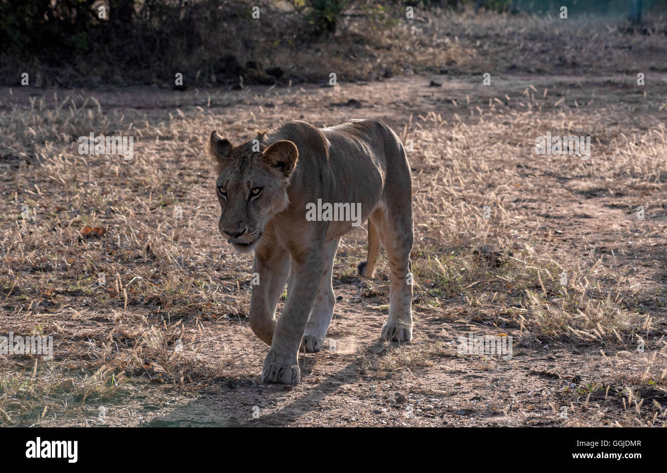 Eine Löwin Jagd in der Nähe von Simbazi in das Selous Game Reserve von Tansania Stockfoto