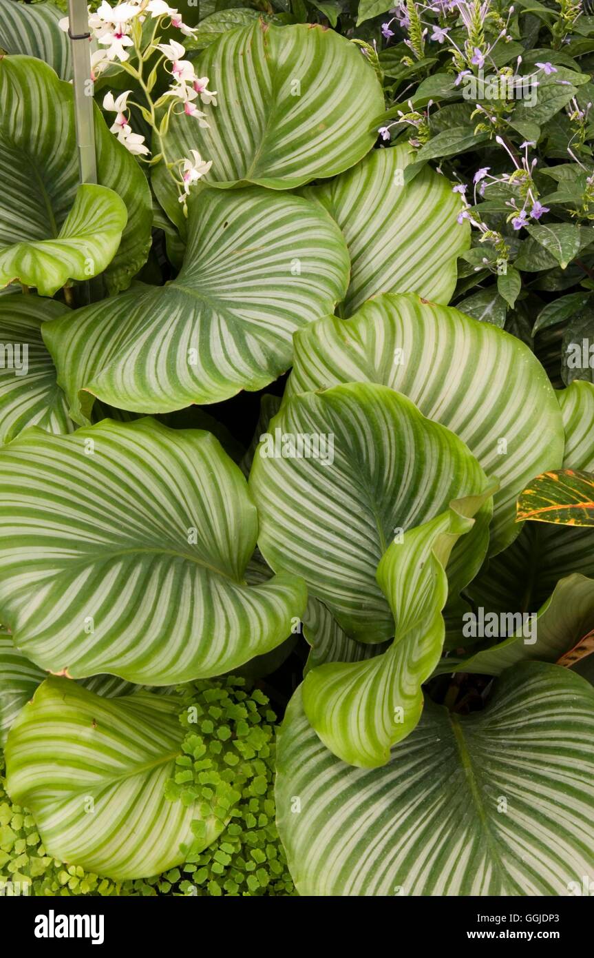 Calathea Orbifolia MIW250960 Stockfoto