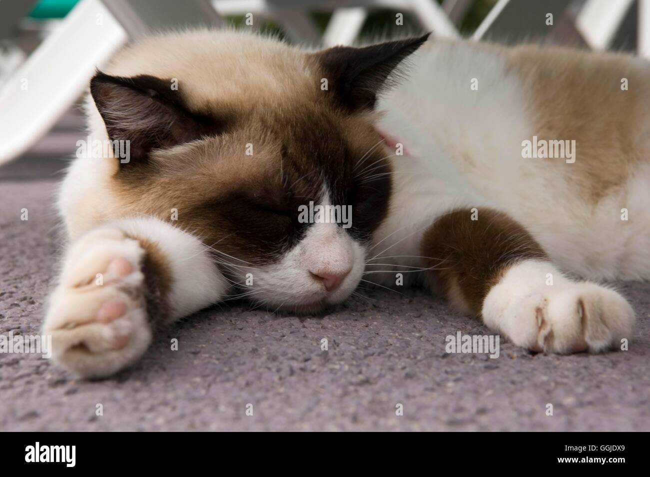 Katze-(Felis Sylvestris Catus) MIW251049 Stockfoto