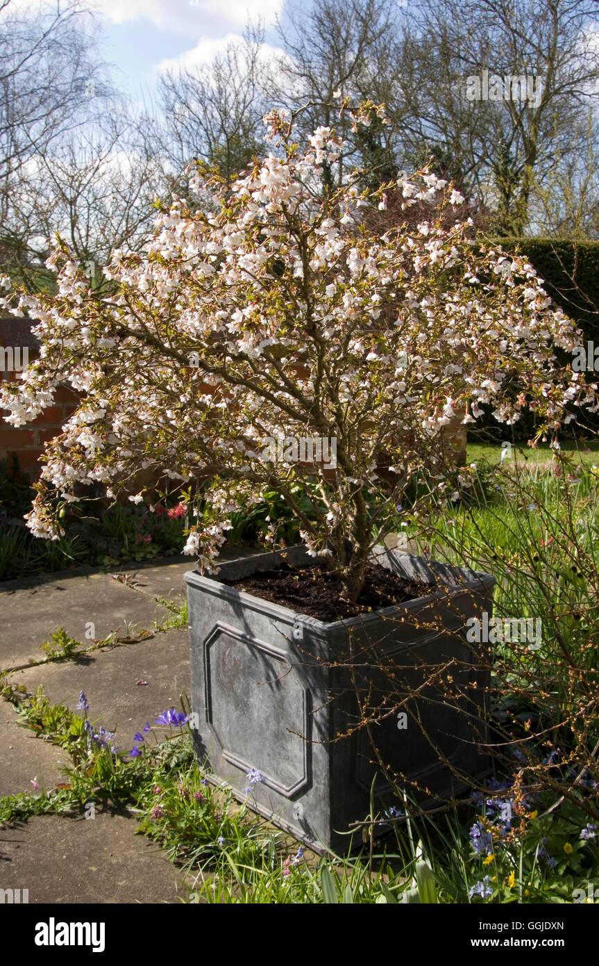 Prunus Incisa - 'Kojo-No-Mai' MIW251059 Stockfoto