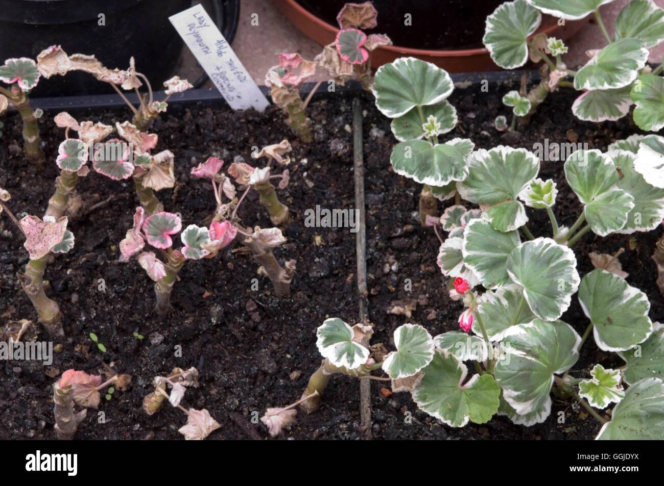 Stecklinge - von Pelargonium 'Lady Plymouth' - - (LH-Seite mit Verwurzelung Pulver RH Seite verwendet) obligatorische MIW251085 Stockfoto