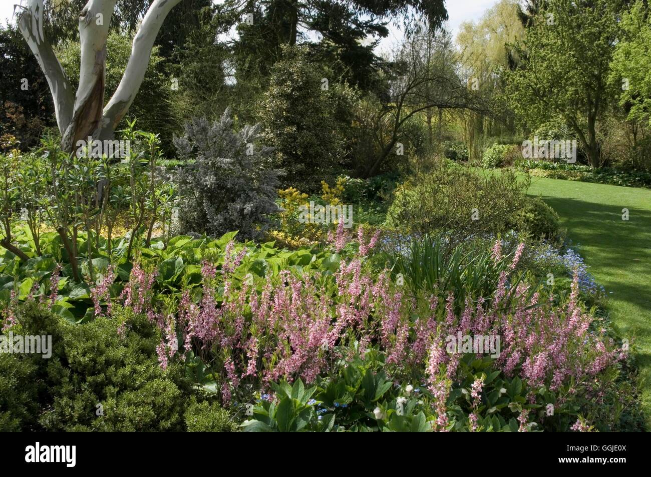 Beth Chatto Gardens - mit "Ballawley" in den Vordergrund-- Bergenie (bitte Kredit: Fotos Gartenbau/Beth Chatto) Ref: PHS Stockfoto