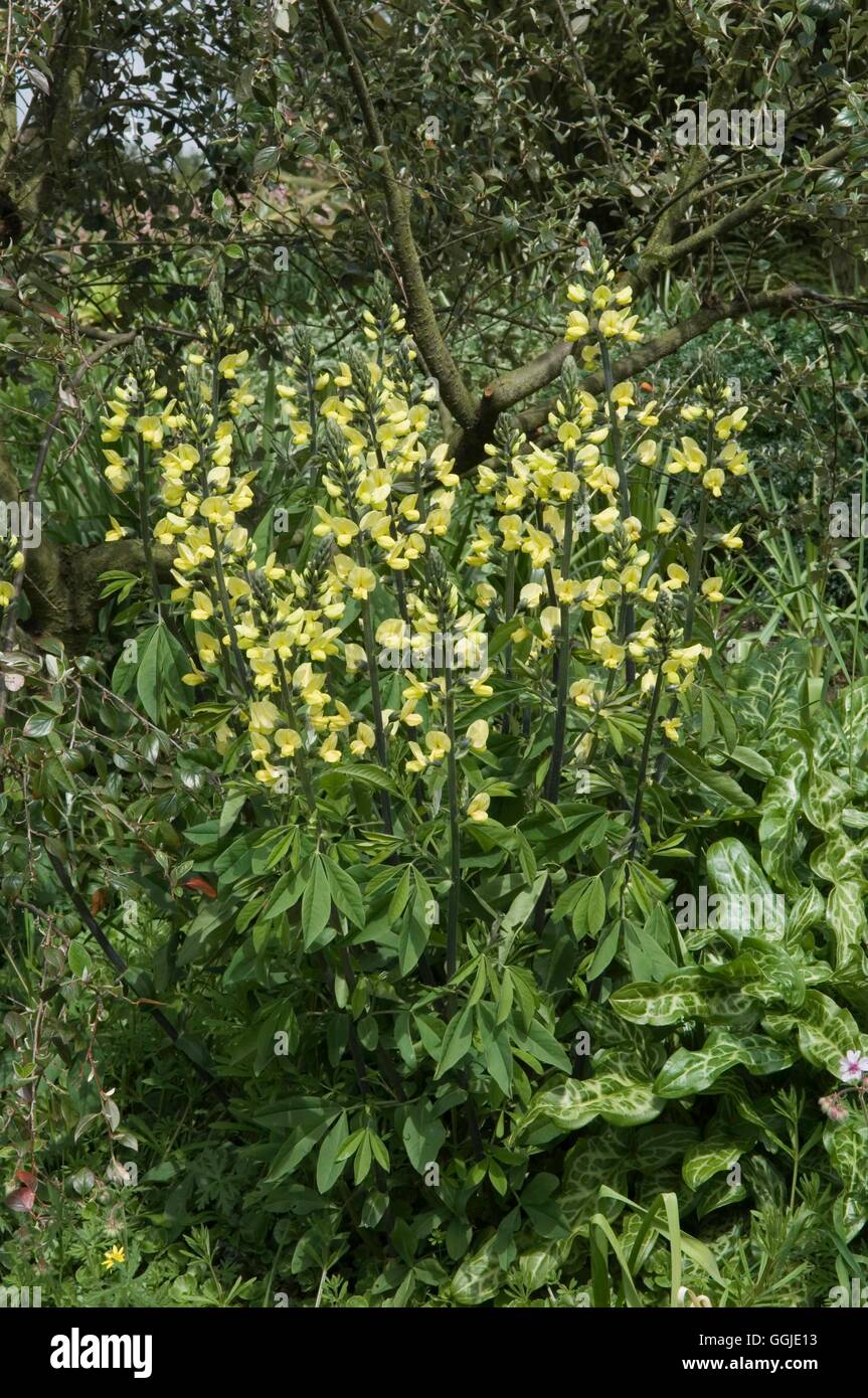 THERMOPSIS Rhombifolia - var. Montana MIW251112 Stockfoto