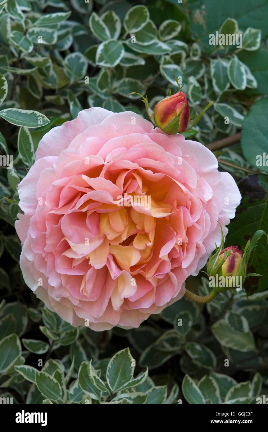 Rosa - "Abraham Derby" MIW251162 Stockfoto