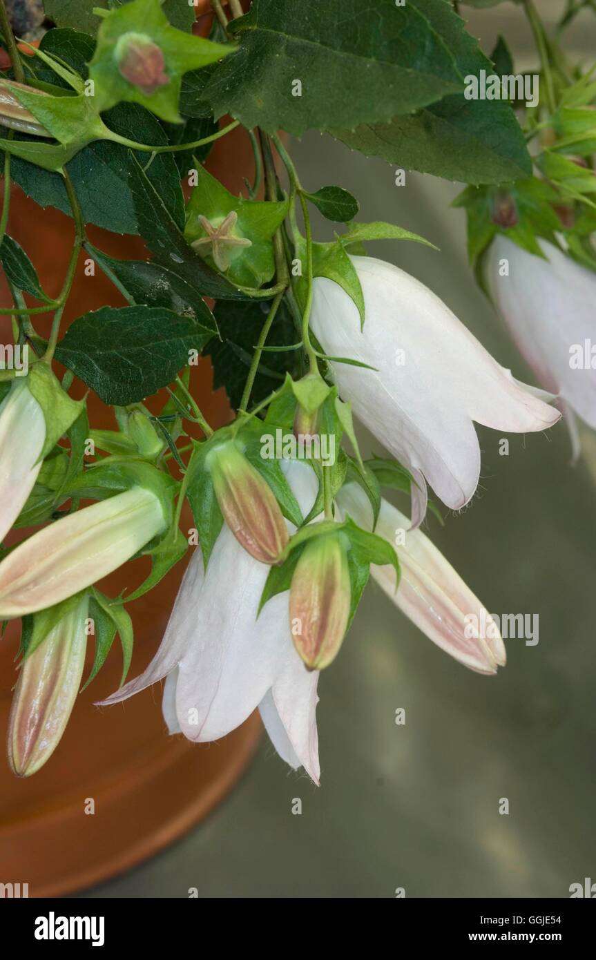 Campanula Betulifolia AGM MIW251201 Stockfoto