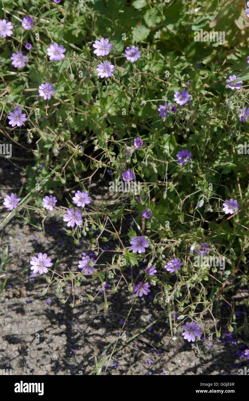 Des Krans-Rechnung - Hecke-- (Geranium Pyrenaicum) MIW251240 Stockfoto