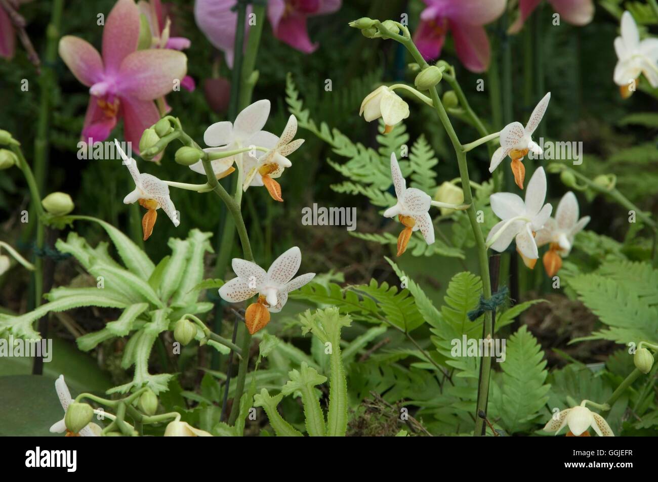 Phalaenopsis "Mini Mark" MIW251382 Stockfoto