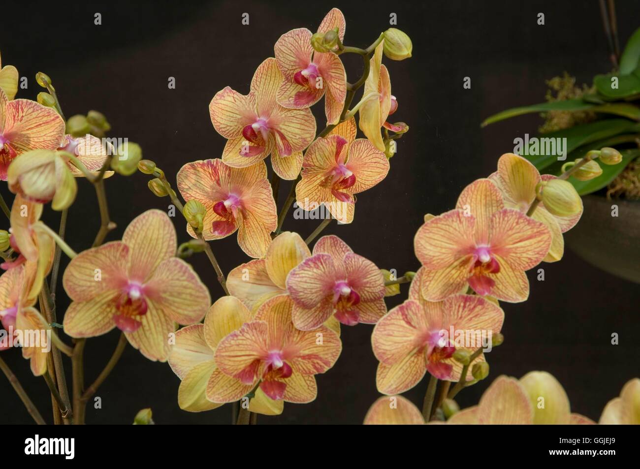 Phalaenopsis "White King" MIW251421 Stockfoto