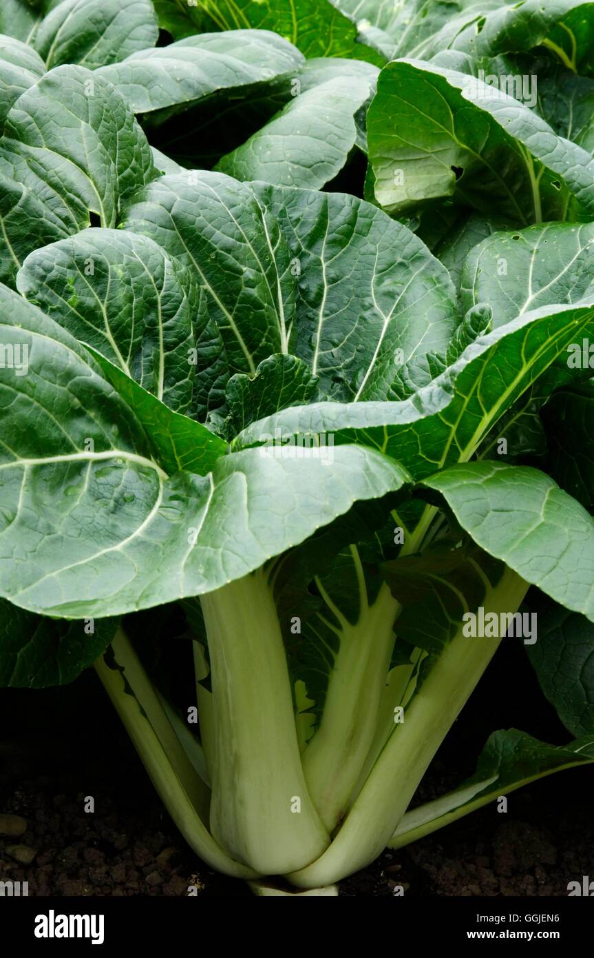 Pak Choi F1 'Joi Choi' MIW251474 Stockfoto