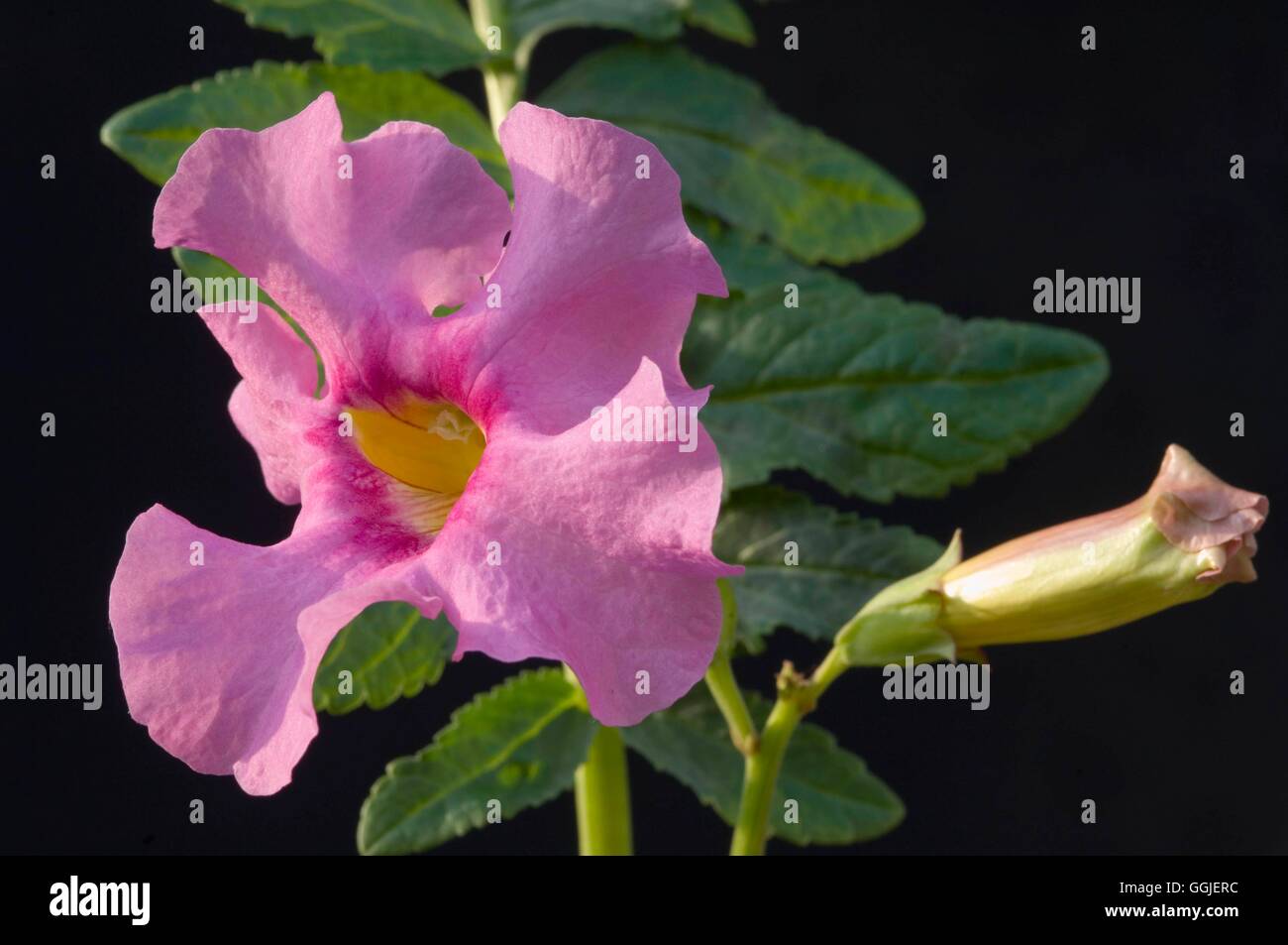 pinker kaktus Buy Hot Pink Peanut Cactus main image 0
