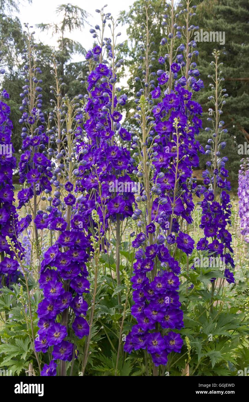 Rittersporn "Purple Velvet" MIW251559 Stockfoto