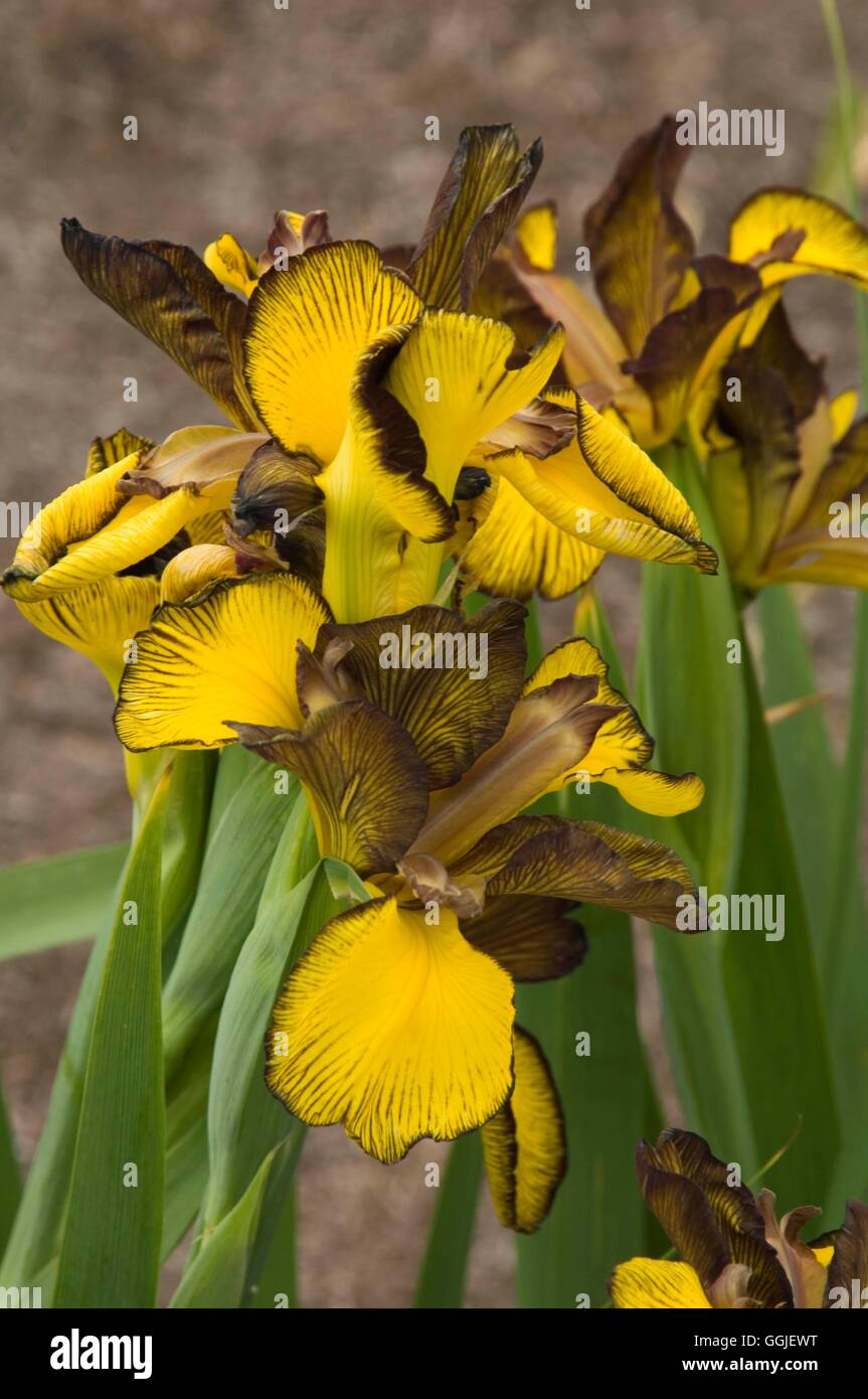 Iris Spuria 'Falcon Crest' MIW251567 Stockfoto