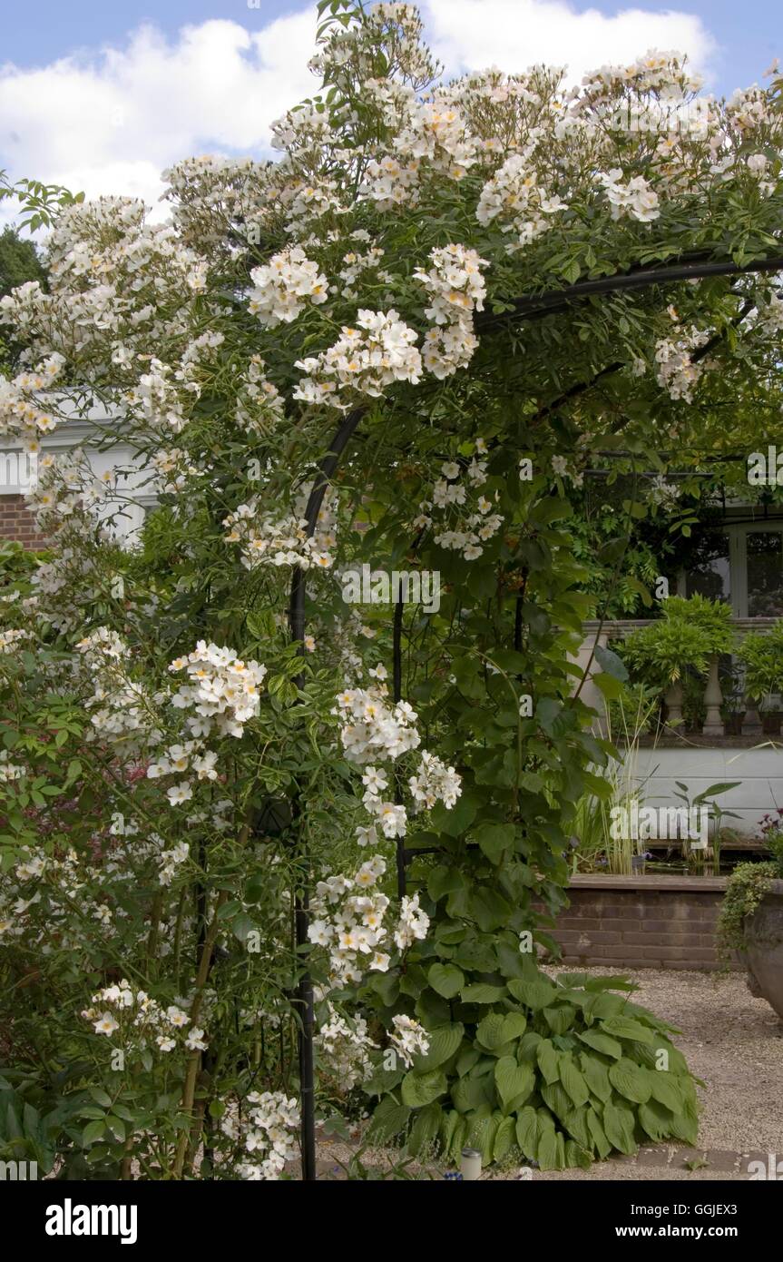 Rosa 'Francis E. Lester' MIW251572 Stockfoto