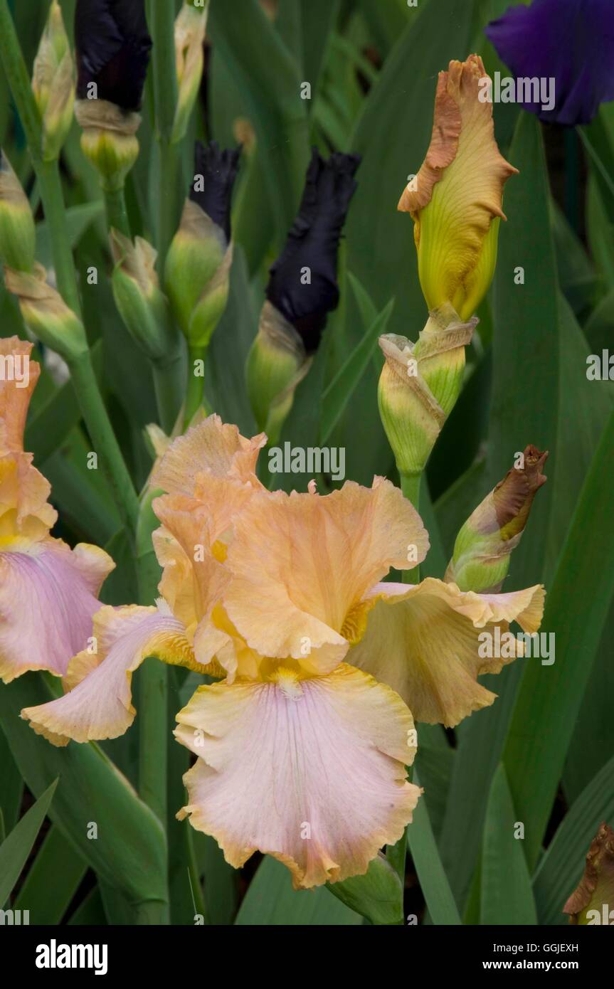 Iris Germanica 'Nachmittag Delight' MIW251580 Stockfoto