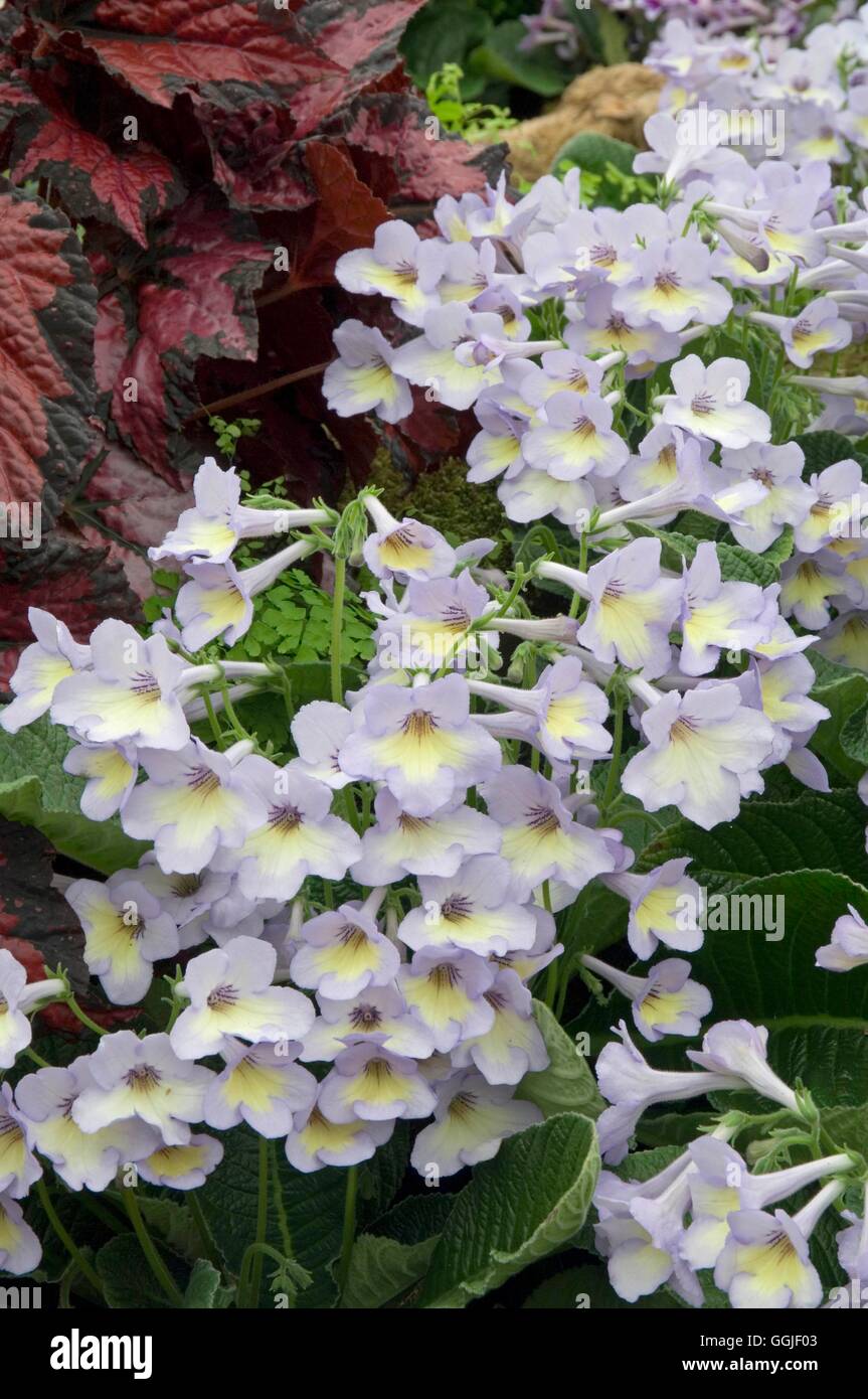 Streptocarpus "Charlotte" MIW251604 Stockfoto