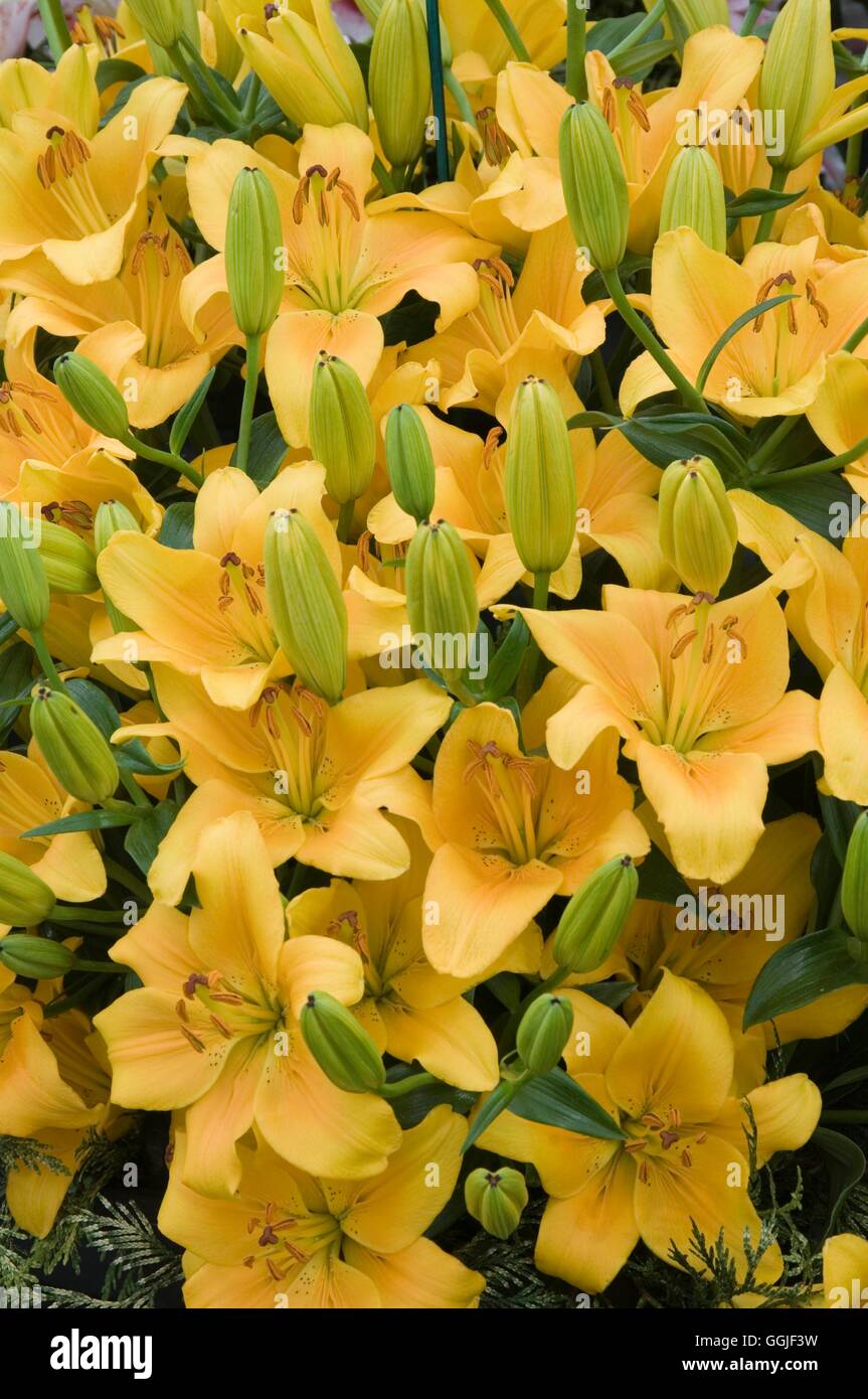 Lilium 'London' - - (asiatischen) MIW251678 Stockfoto