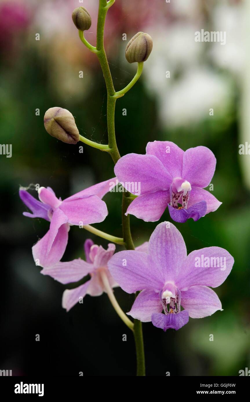 Phalaenopsis "Fire Cracker" MIW251735 Stockfoto