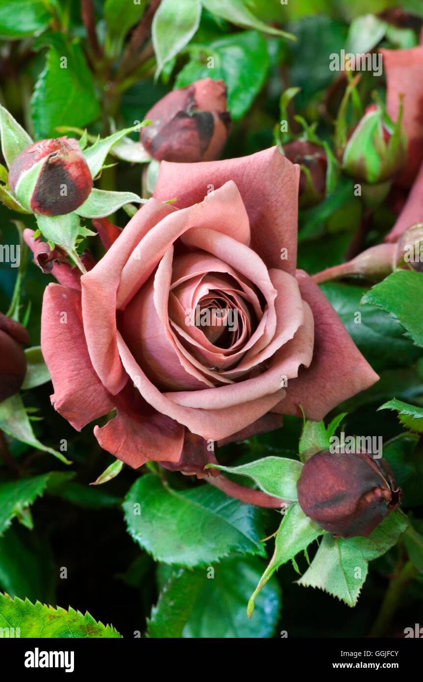 Rosa 'Terracotta' - - MIW251873 (Teehybride) Stockfoto