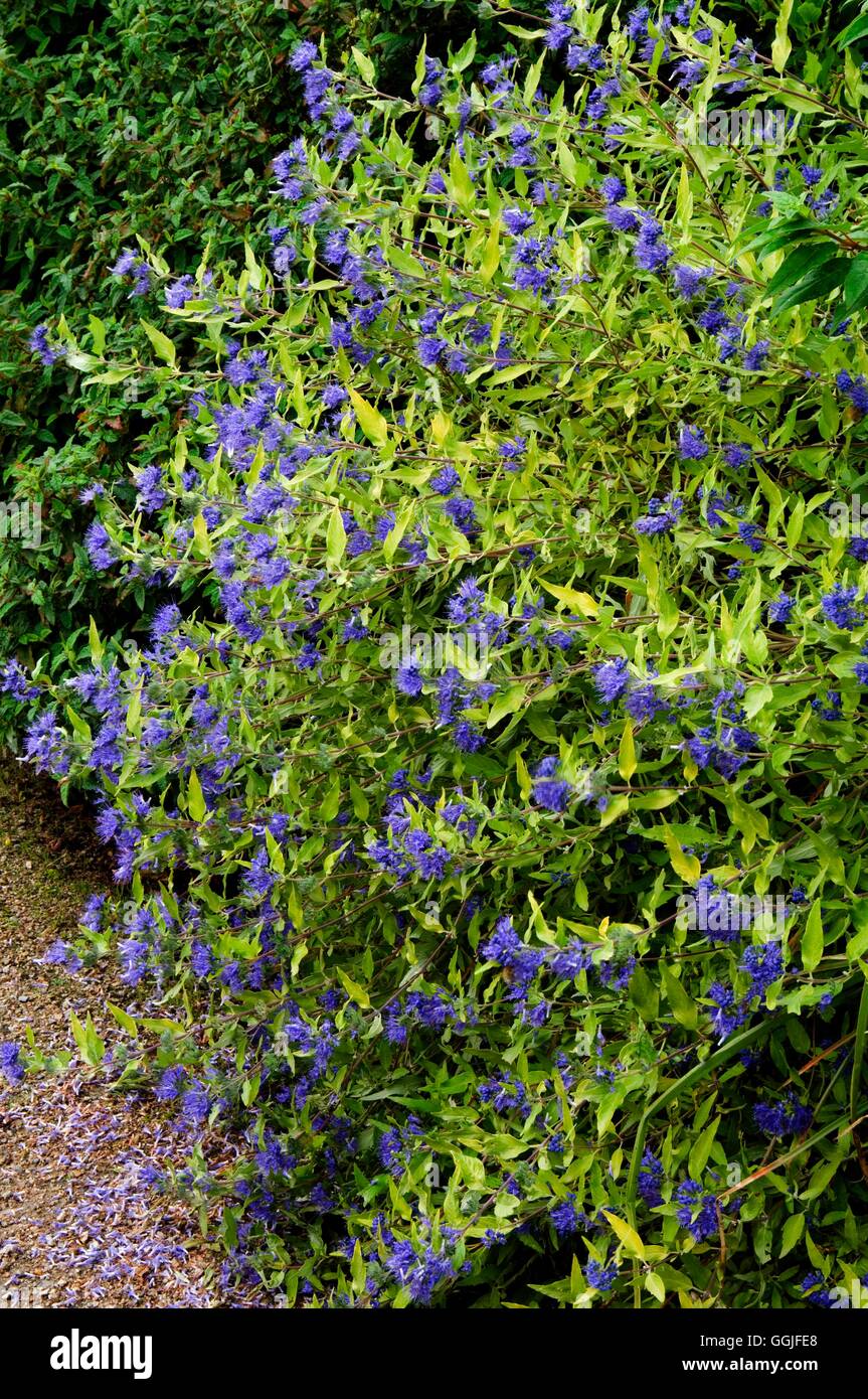 Caryopteris X clandonensis 'Worcester Gold' MIW251904 Stockfoto