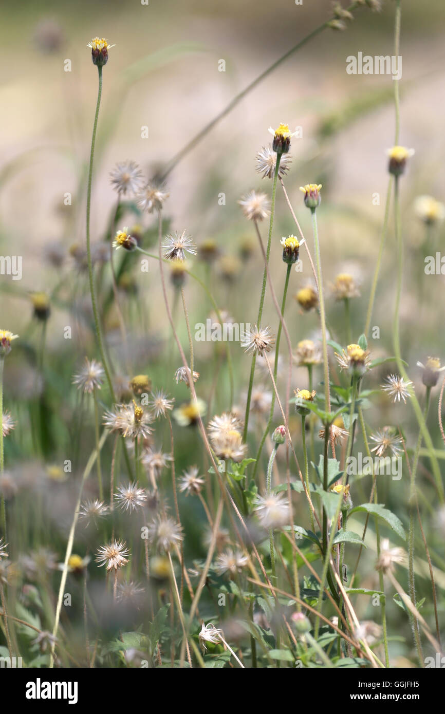Tropen Rasen Blume auf der Wiese auf soft-Fokus der abstrakten Natur Hintergrund. Stockfoto