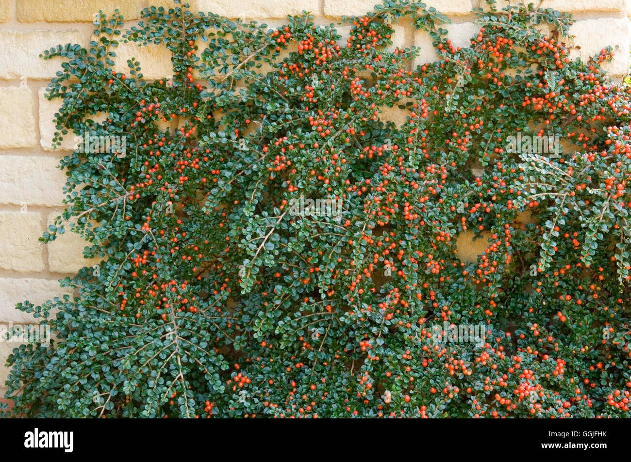 Zwergmispel Horizontalis im Herbst MIW251975 Stockfoto