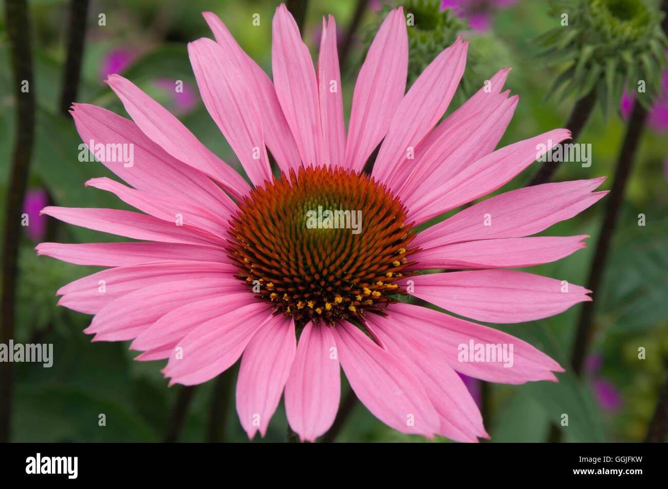 Echinacea Purpurea-- Sonnenhut MIW252019 Stockfoto