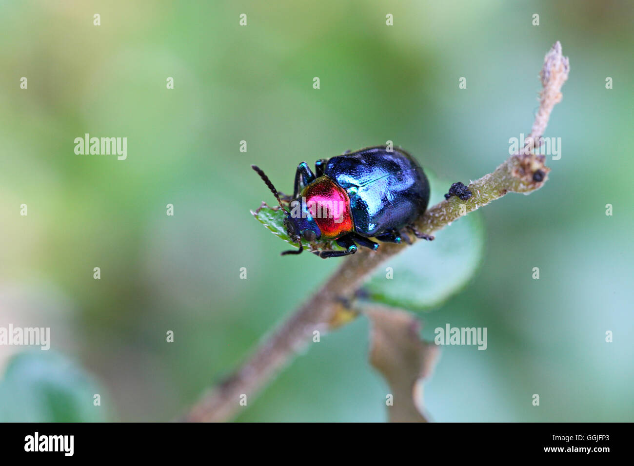 Essen ist blau Scarabaeidae auf AST Baum im Garten und Blätter zu essen. Stockfoto