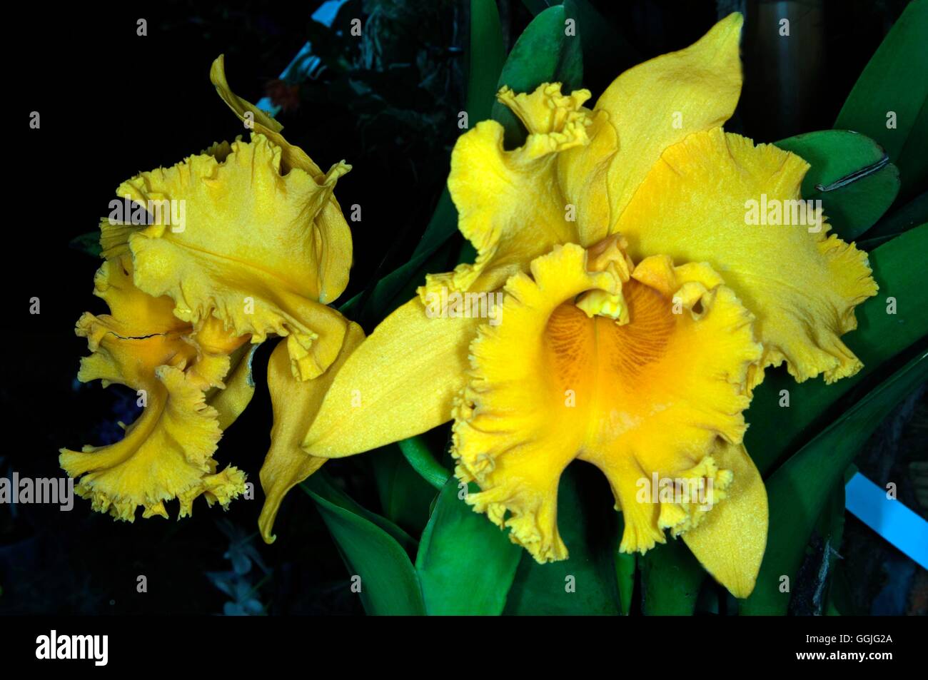 Brassolaeliocattleya Shimfong Luohyang - 'Shin Shyh Gold' MIW252258 /Photos Stockfoto