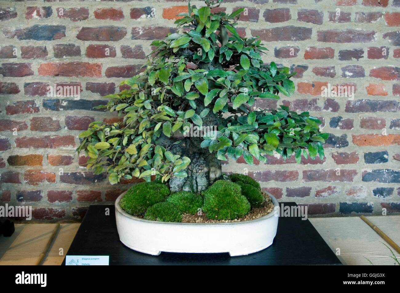 Bonsai immergrn -Fotos und -Bildmaterial in hoher Auflsung  Alamy