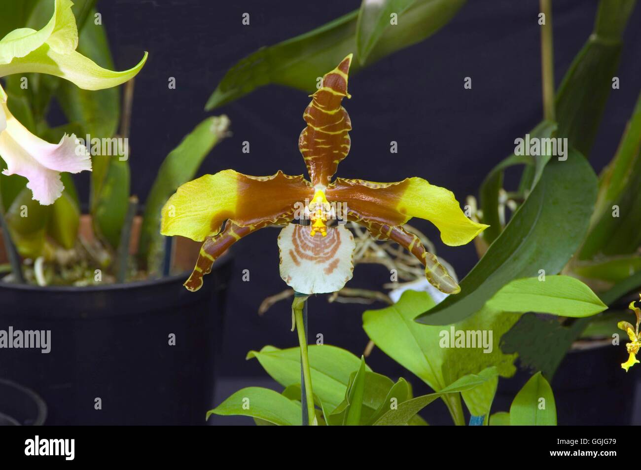 Rossioglossum Grande MIW252360 Stockfoto