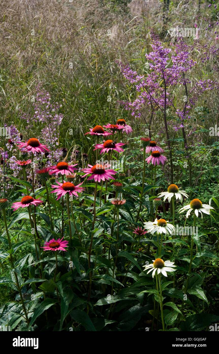 Mehrjährige Grenze-mit Thalictrum Ziergras und Echinacea MIW252429 Fotos Horticultur Stockfoto