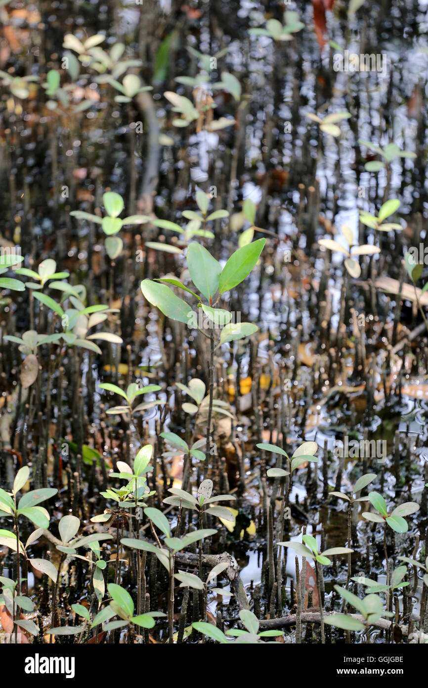 Mangroven-Baum an der Küste an Thailand und Pflanze ist der Ökosysteme der maritimen beeinflussen. Stockfoto
