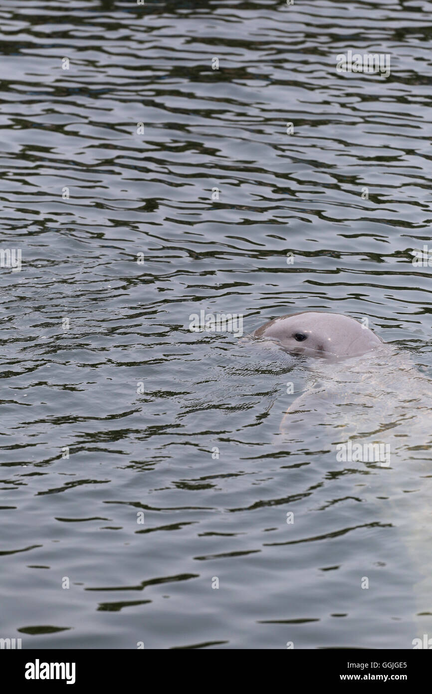 Delphine ist Wasser schwimmen, im Meer für die tierischen Design-Hintergrund. Stockfoto