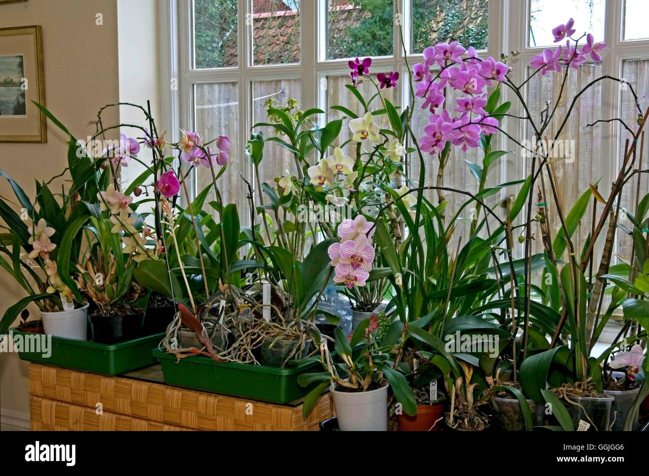 Indoor orchideen -Fotos und -Bildmaterial in hoher Auflsung  Alamy