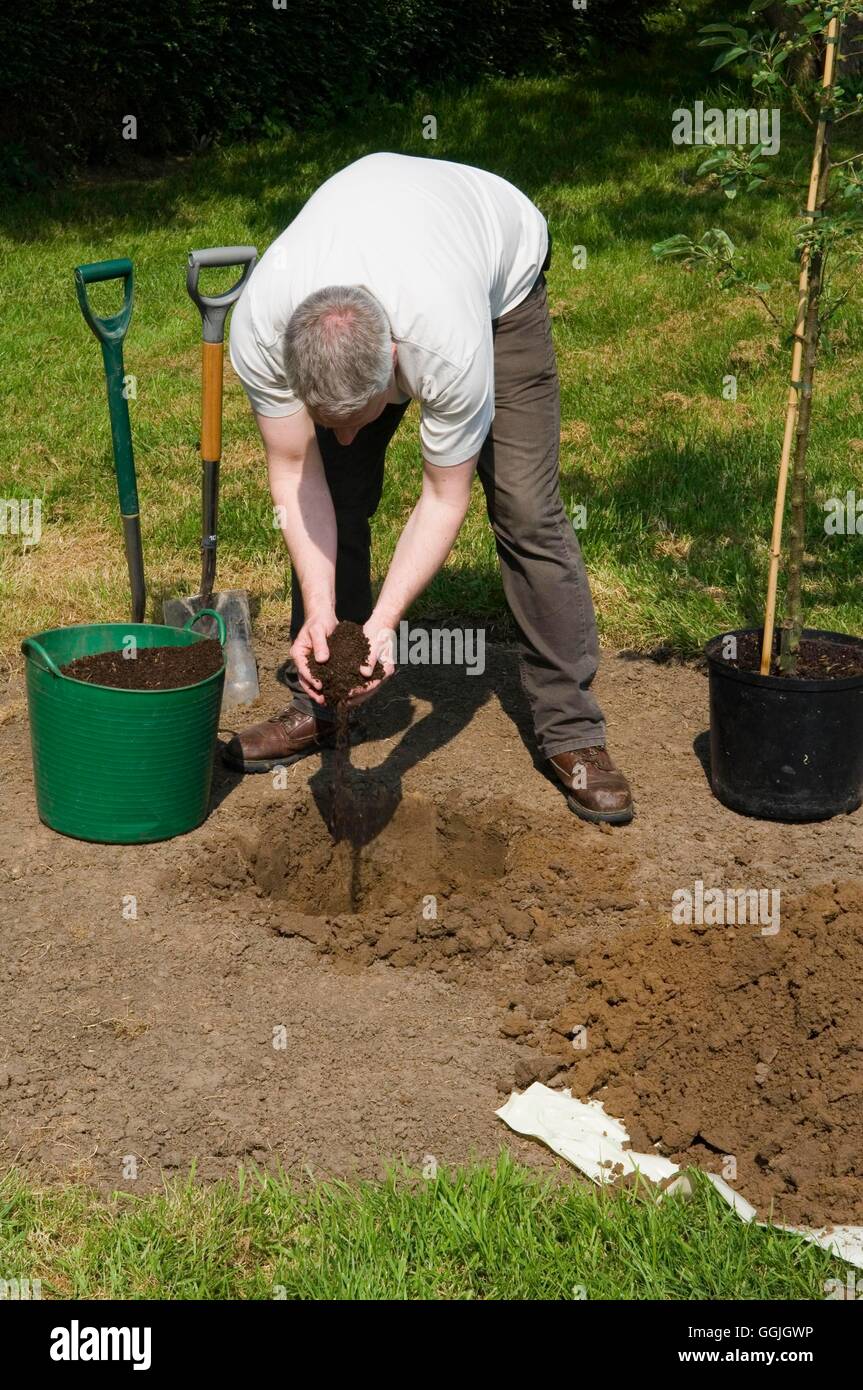 Tree Planting - Malus Crab Apple - hinzufügen von Kompost um Loch-MIW252760 /Pho Stockfoto